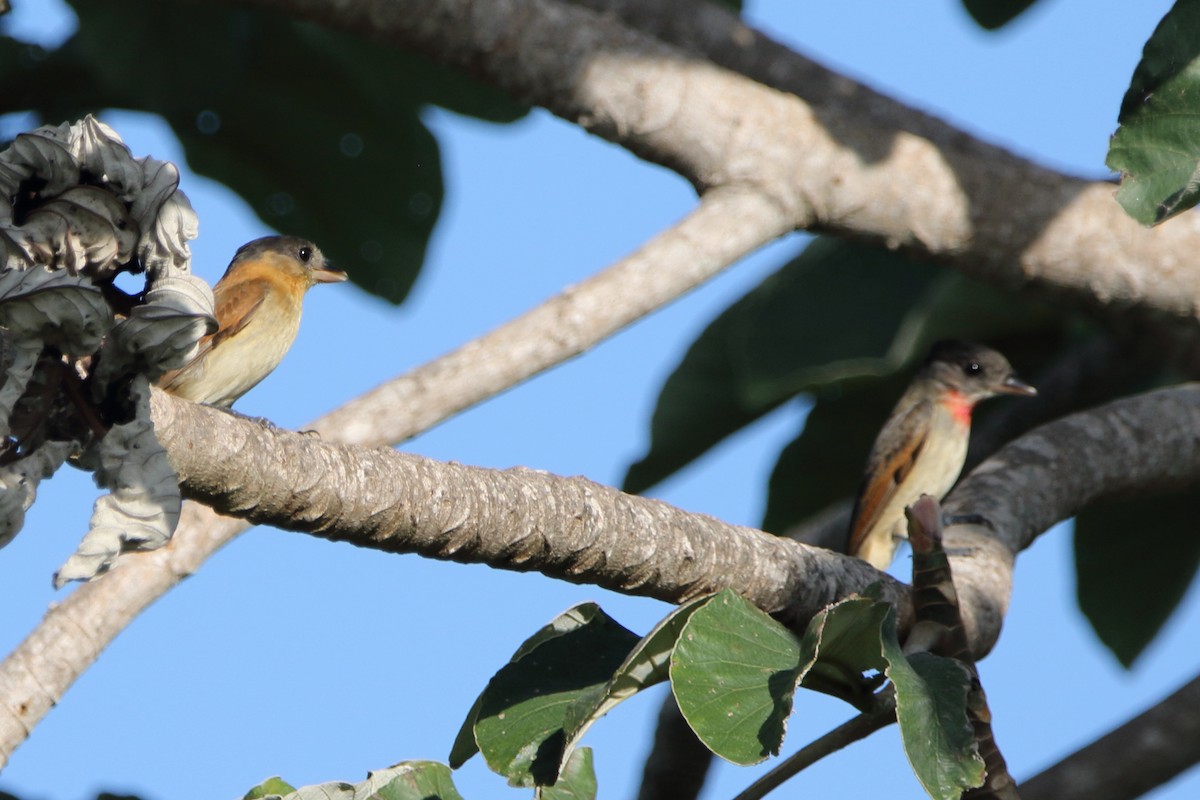 Rose-throated Becard - ML647798204