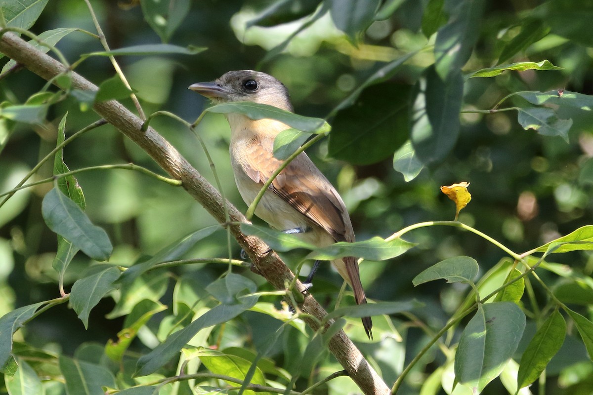 Rose-throated Becard - ML647798205