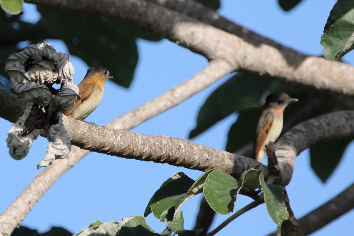 Rose-throated Becard - ML647798206