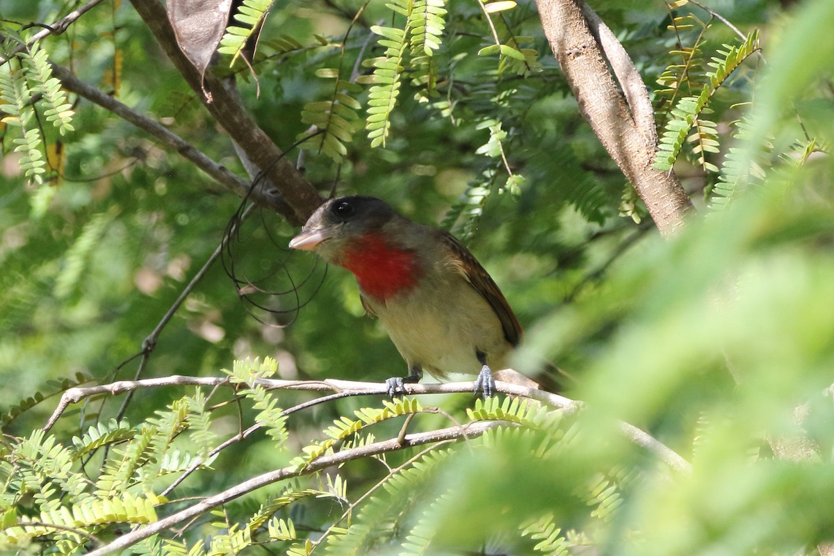 Rose-throated Becard - ML647798207