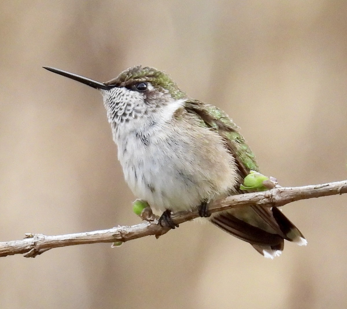 Ruby-throated Hummingbird - ML647798208