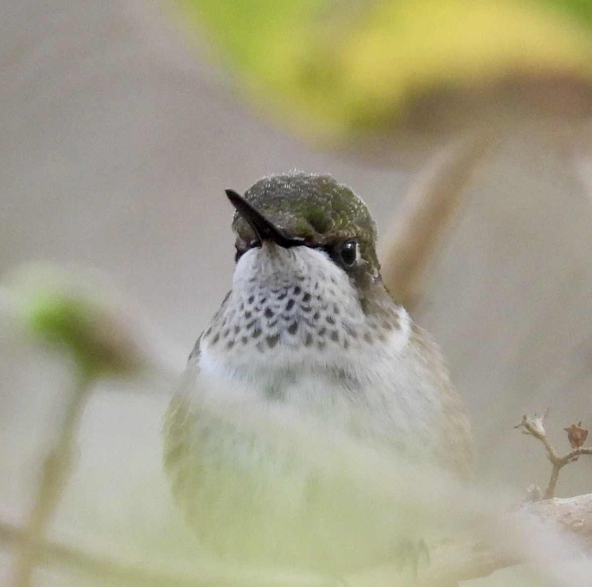 Ruby-throated Hummingbird - ML647798209