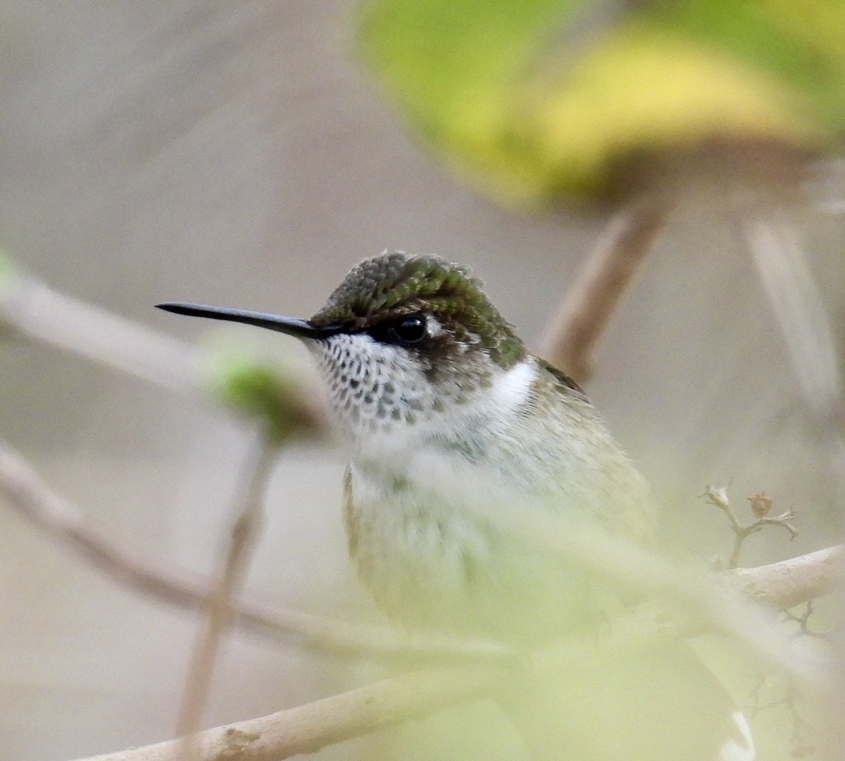 Ruby-throated Hummingbird - ML647798210