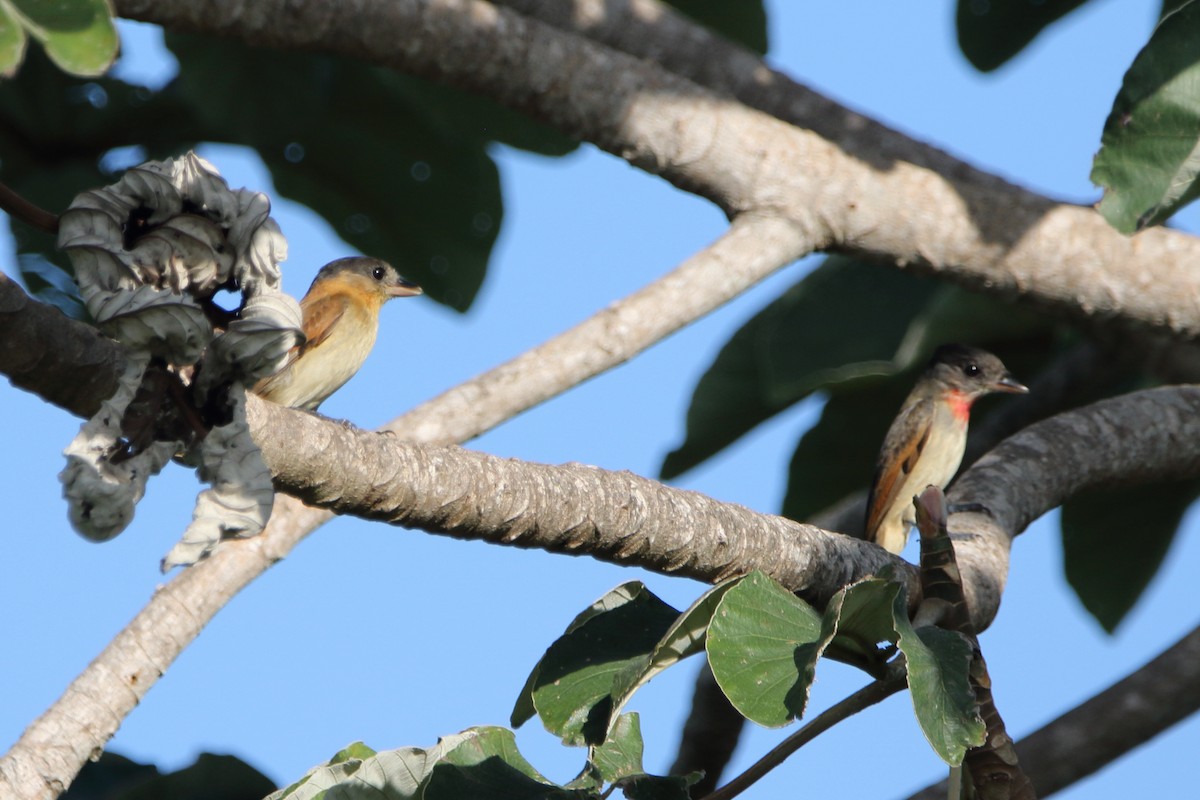 Rose-throated Becard - ML647798211