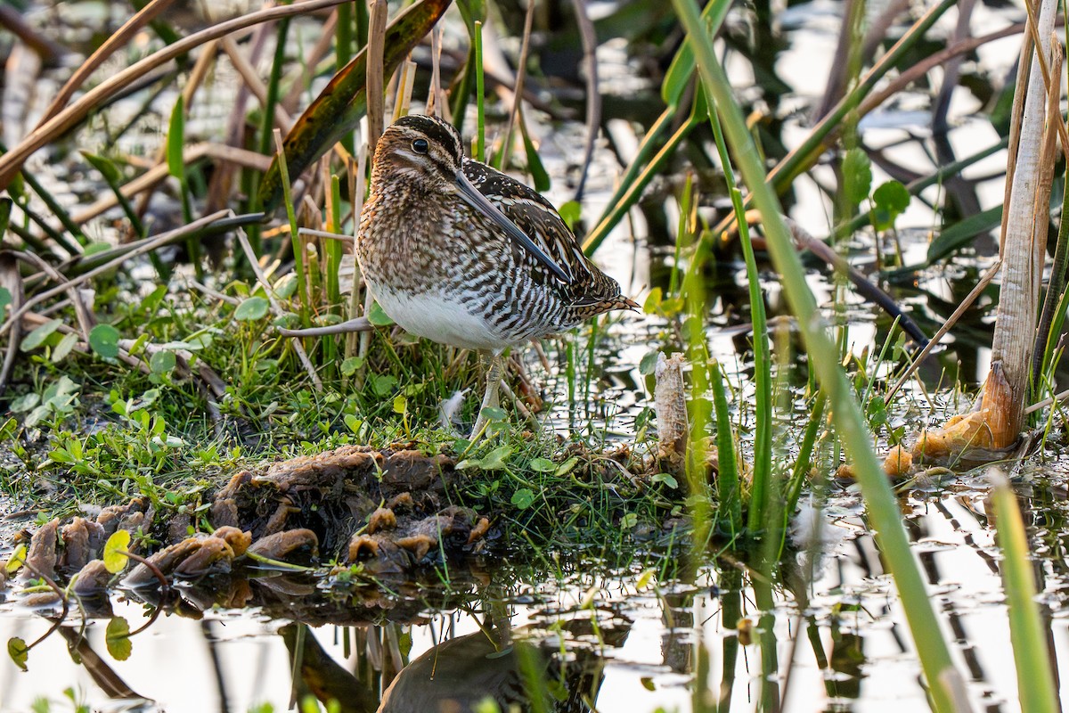Wilson's Snipe - ML647798212