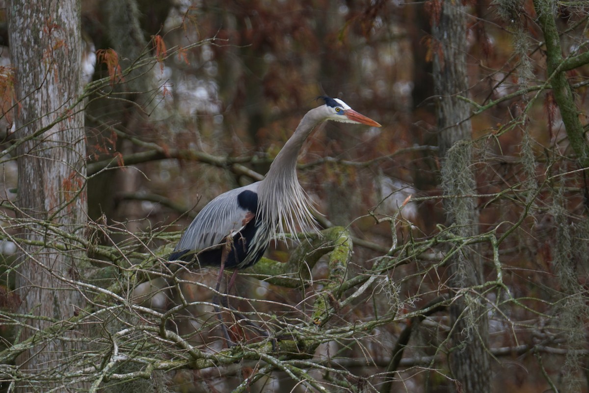 Great Blue Heron - ML647798214