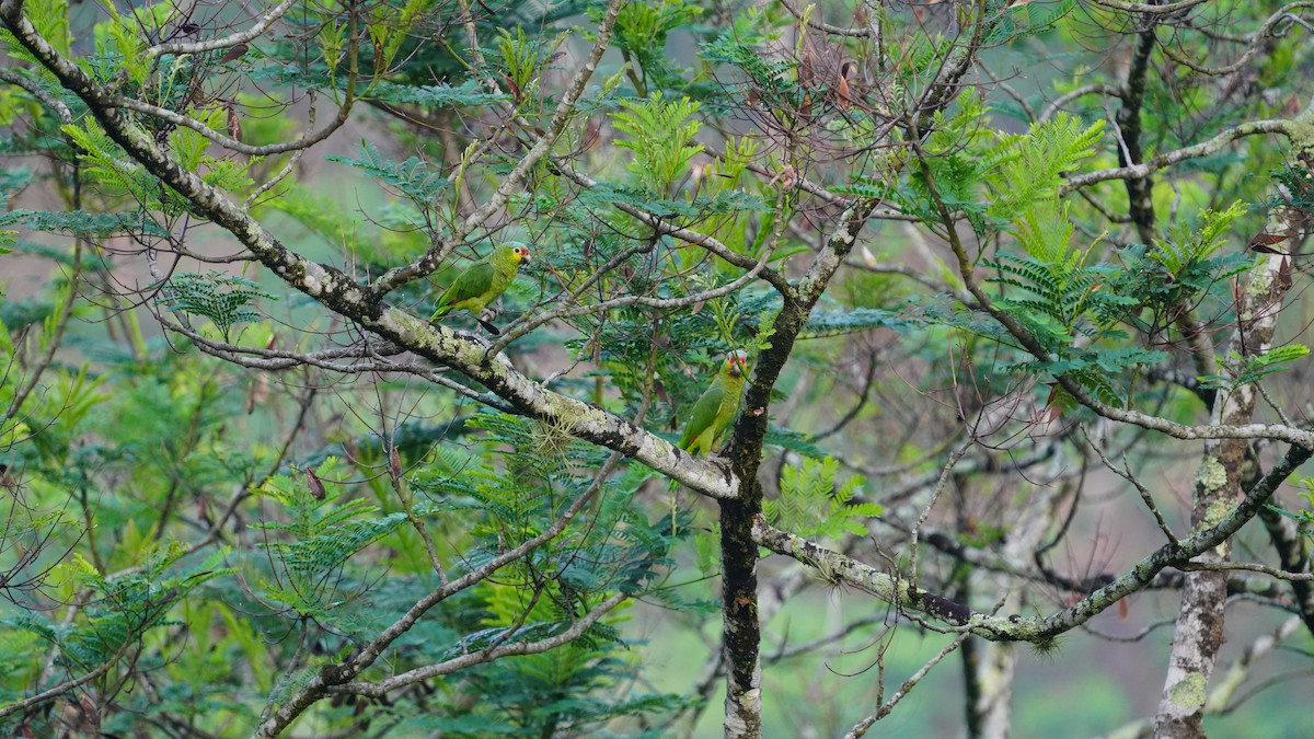 Red-lored Amazon - ML647798215