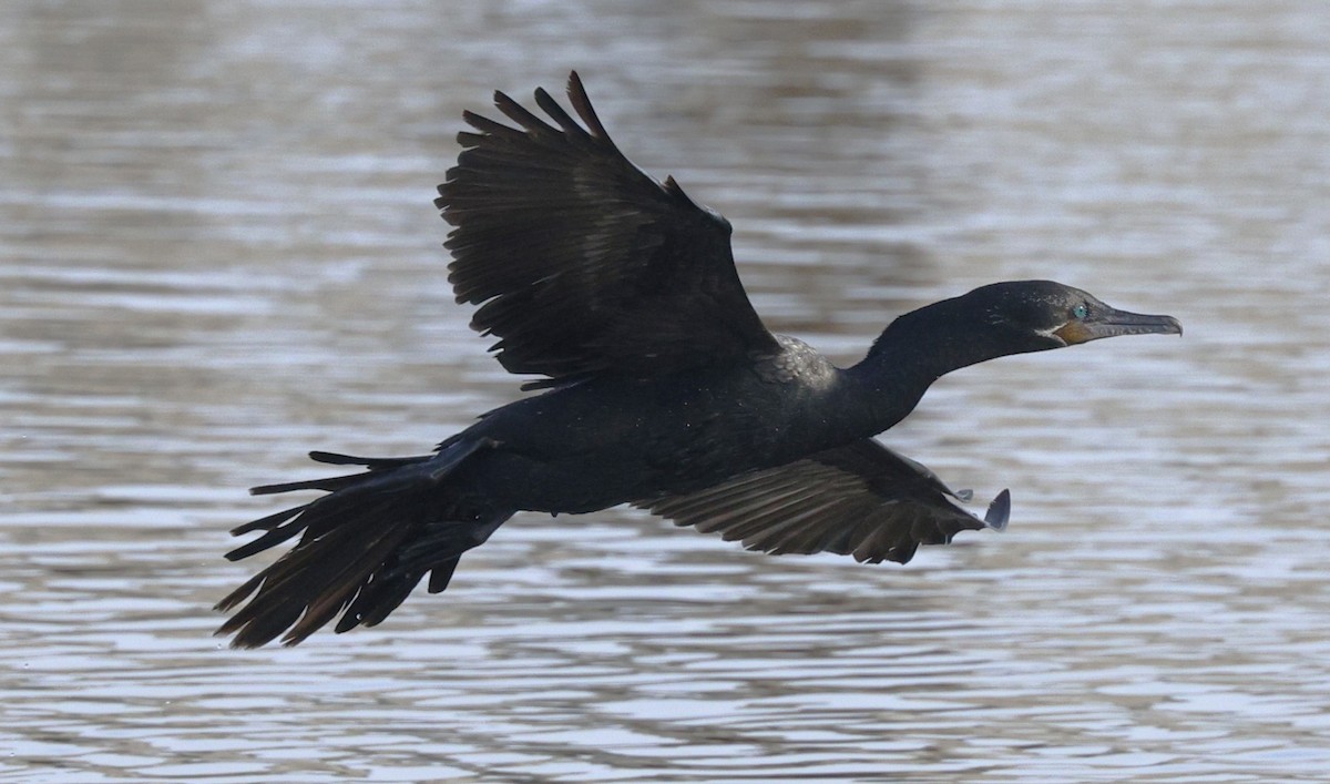 Neotropic Cormorant - ML647798216