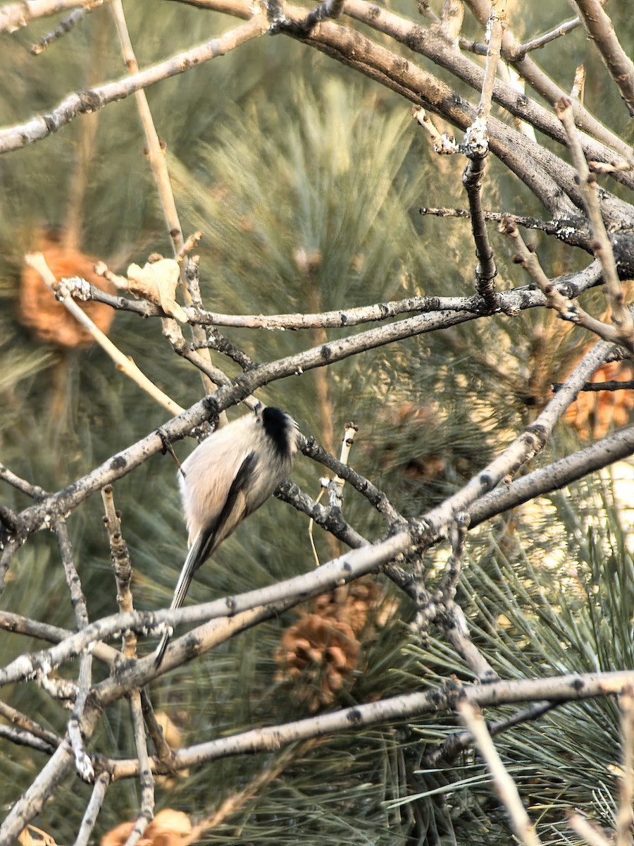 Silver-throated Tit - ML647798217