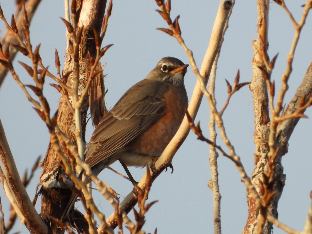 American Robin - ML647798218