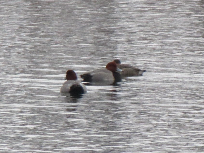 Redhead - ML647798219