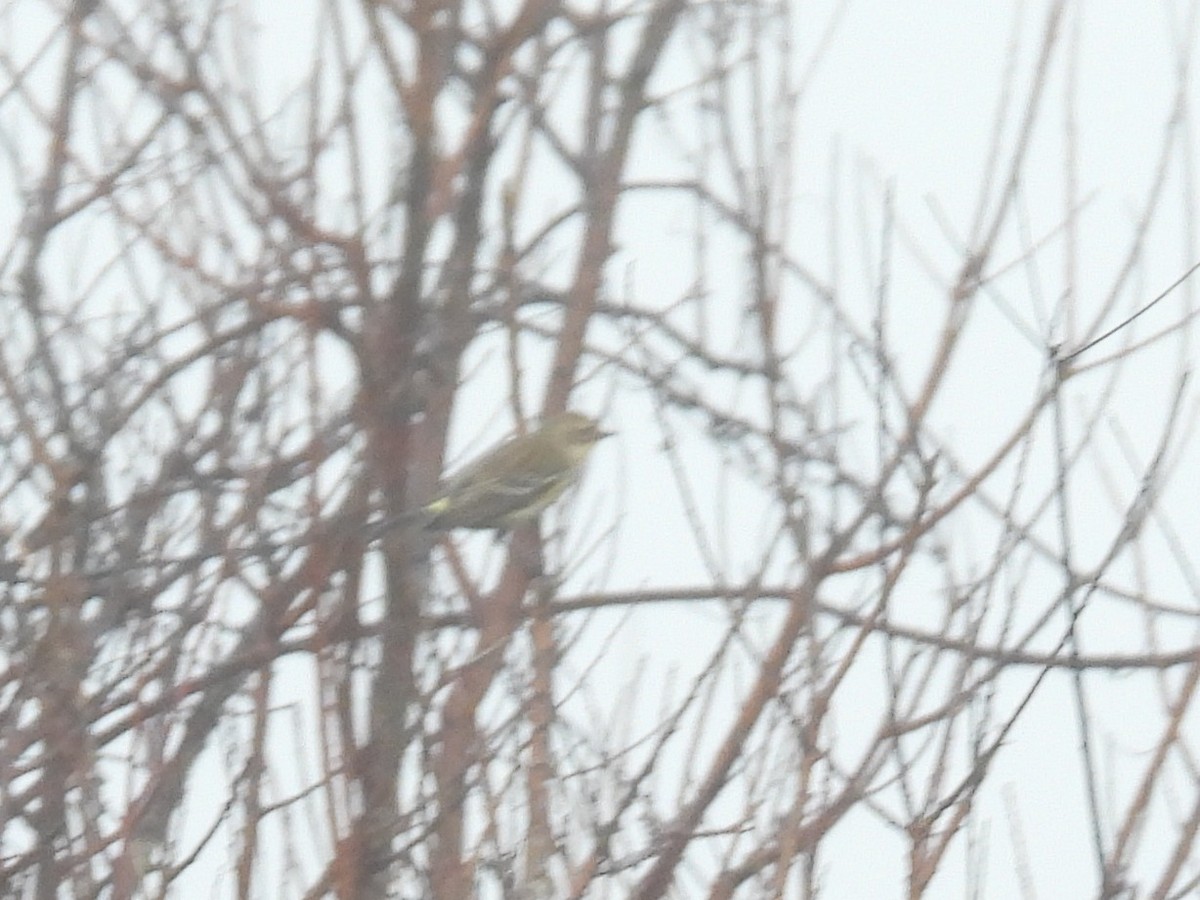 Yellow-rumped Warbler - ML647798220