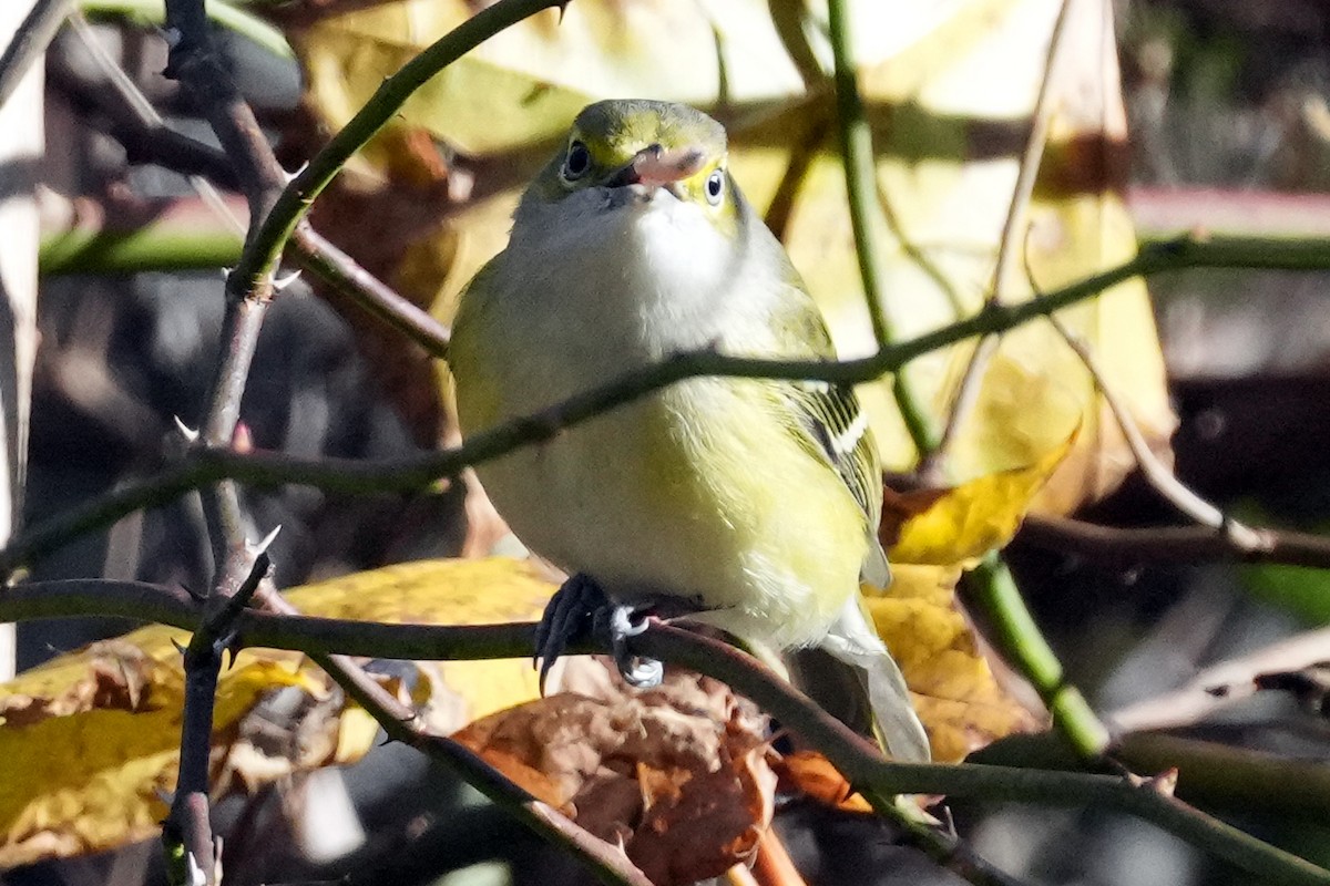 White-eyed Vireo - ML647798247
