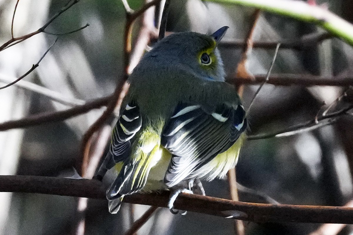 White-eyed Vireo - ML647798248