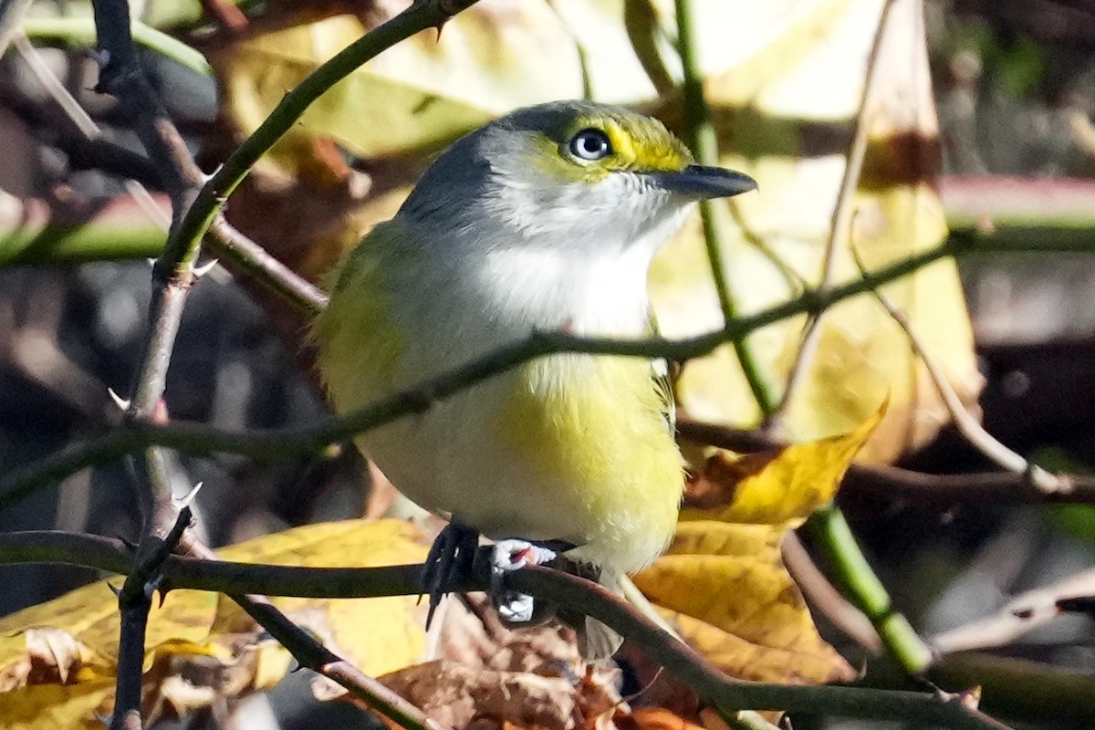 White-eyed Vireo - ML647798250