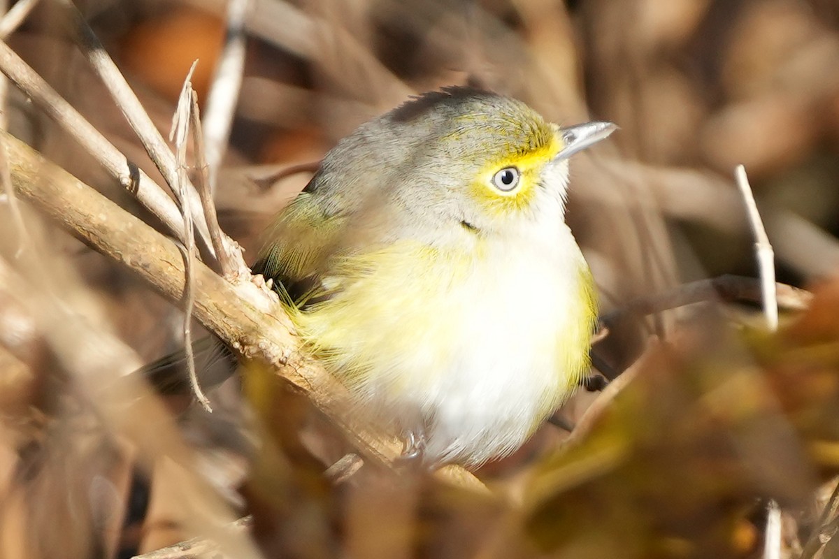 White-eyed Vireo - ML647798251