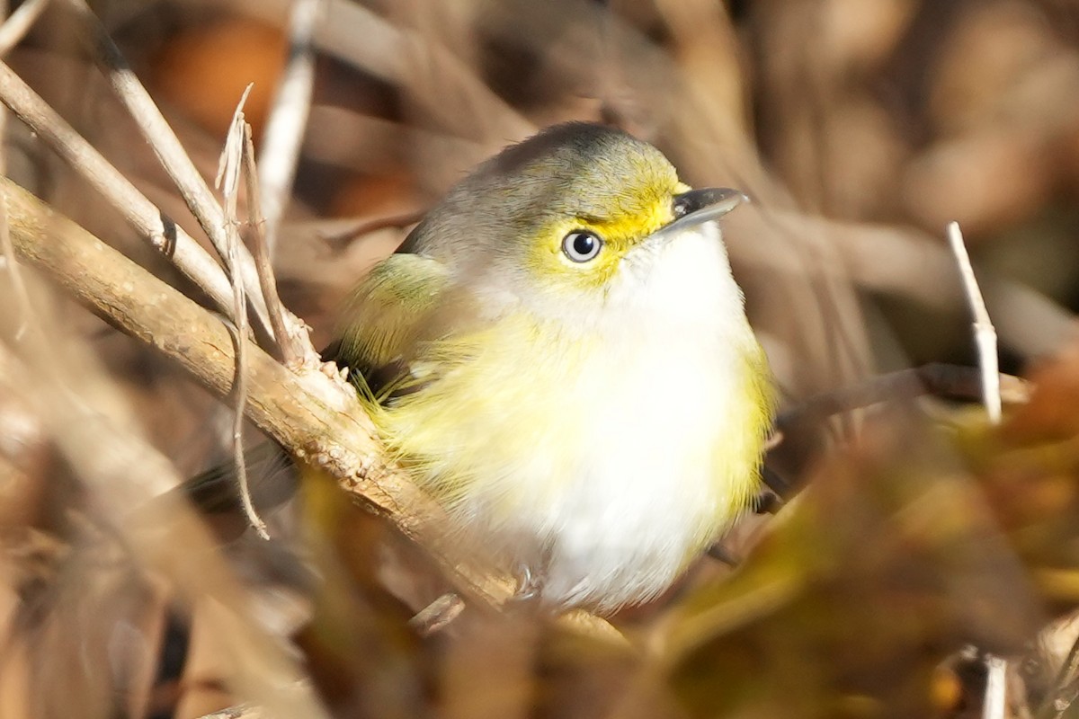 White-eyed Vireo - ML647798252