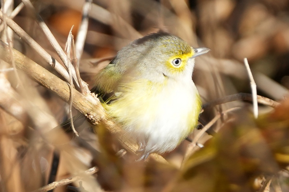 White-eyed Vireo - ML647798254
