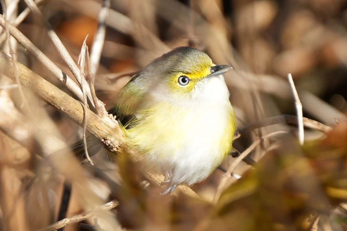 White-eyed Vireo - ML647798256
