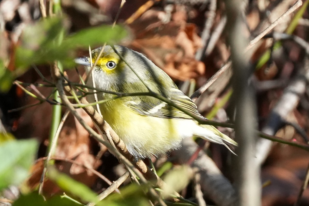 White-eyed Vireo - ML647798257