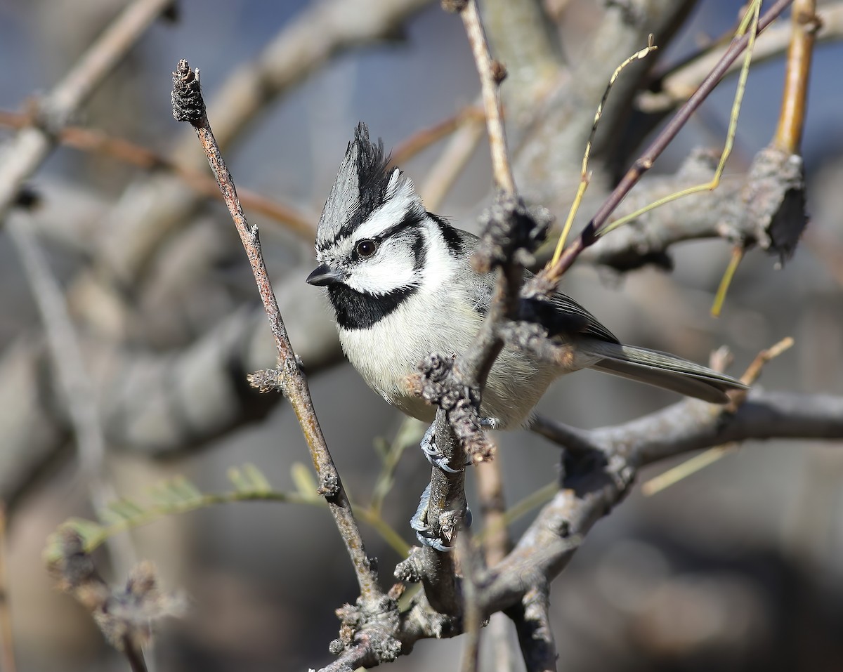 Bridled Titmouse - ML647798265