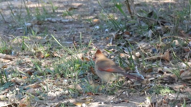 Northern Cardinal - ML647798279