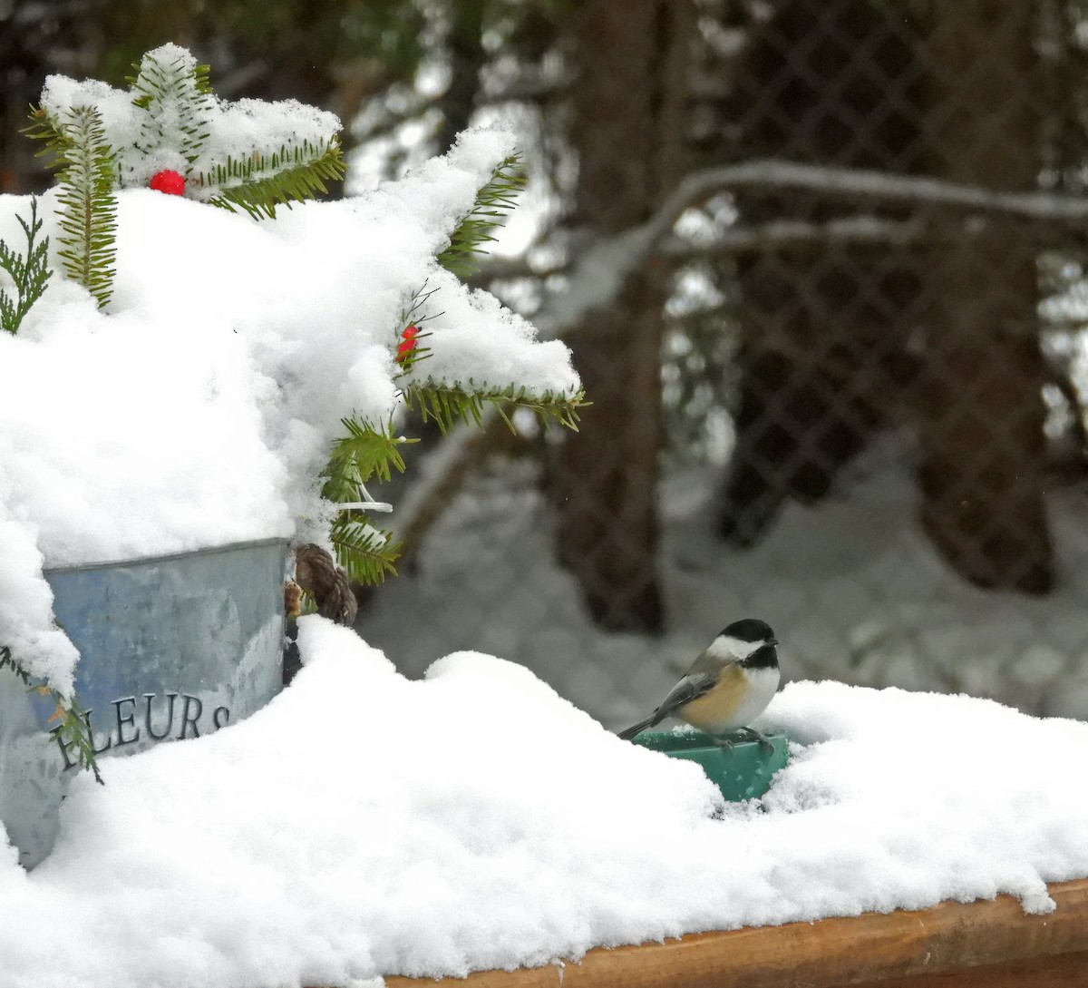 Гаїчка світлокрила - ML647798284