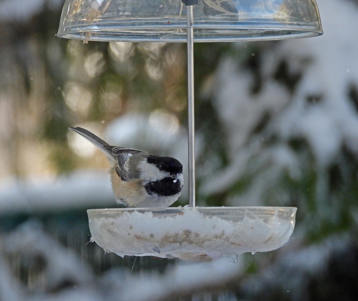 Гаїчка світлокрила - ML647798285