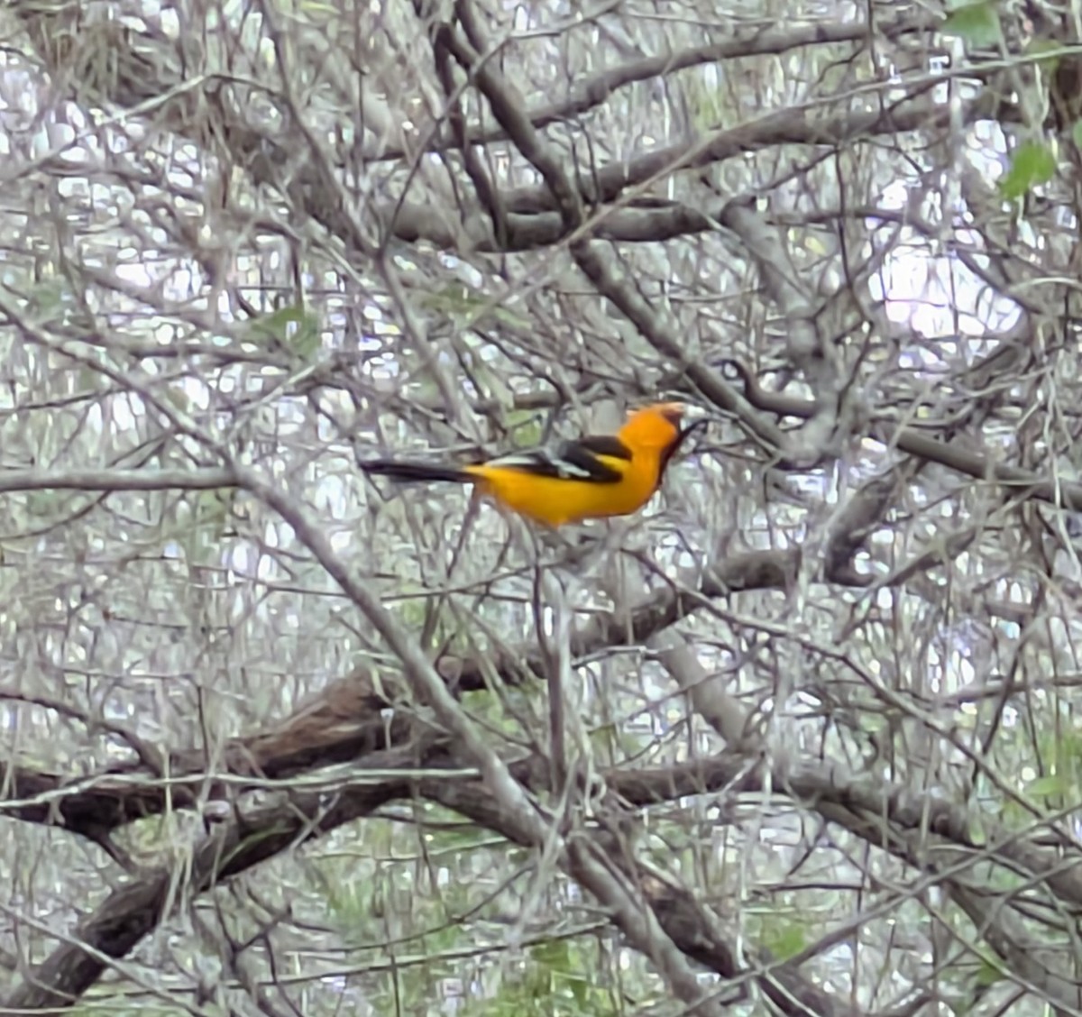 Altamira Oriole - ML647798324