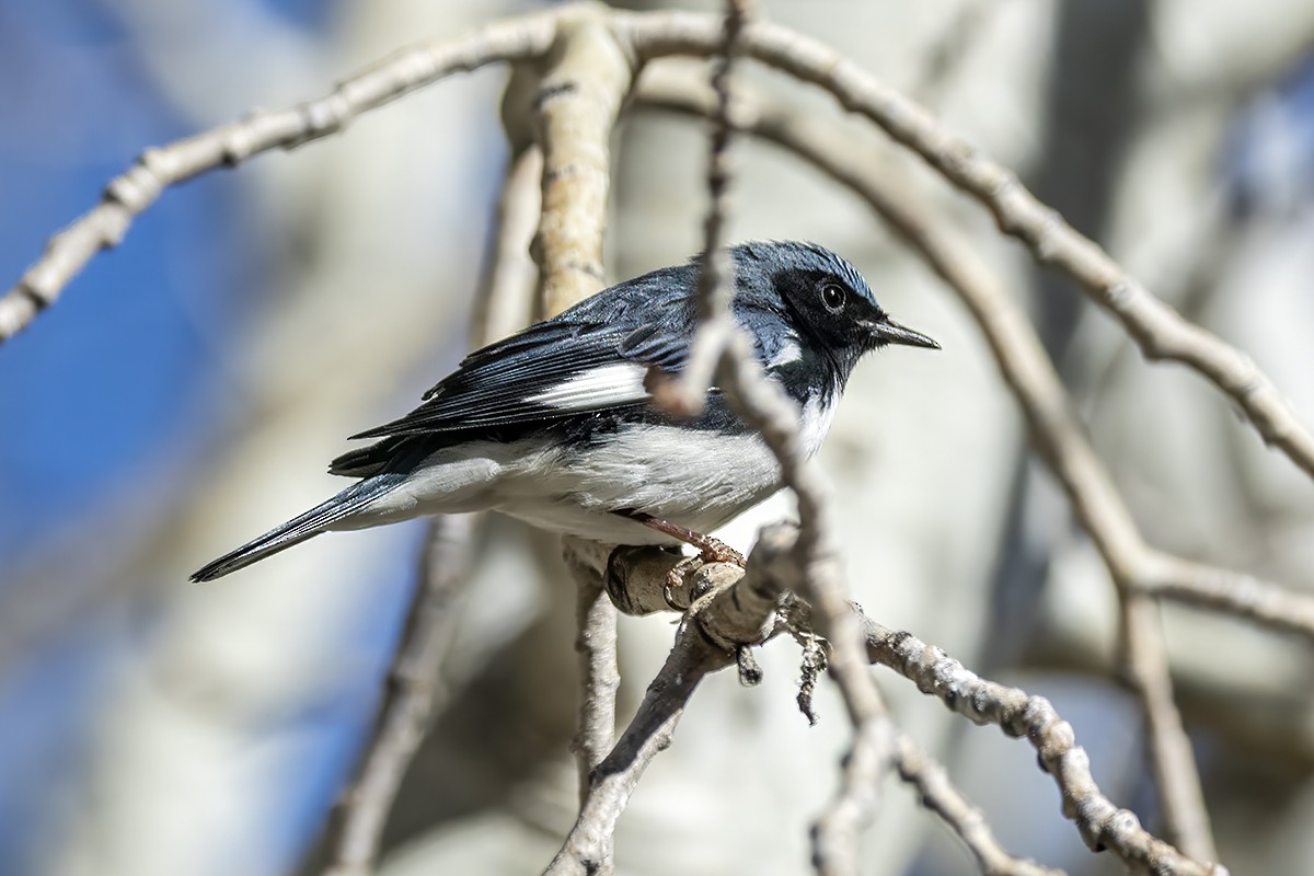 Black-throated Blue Warbler - ML647798340