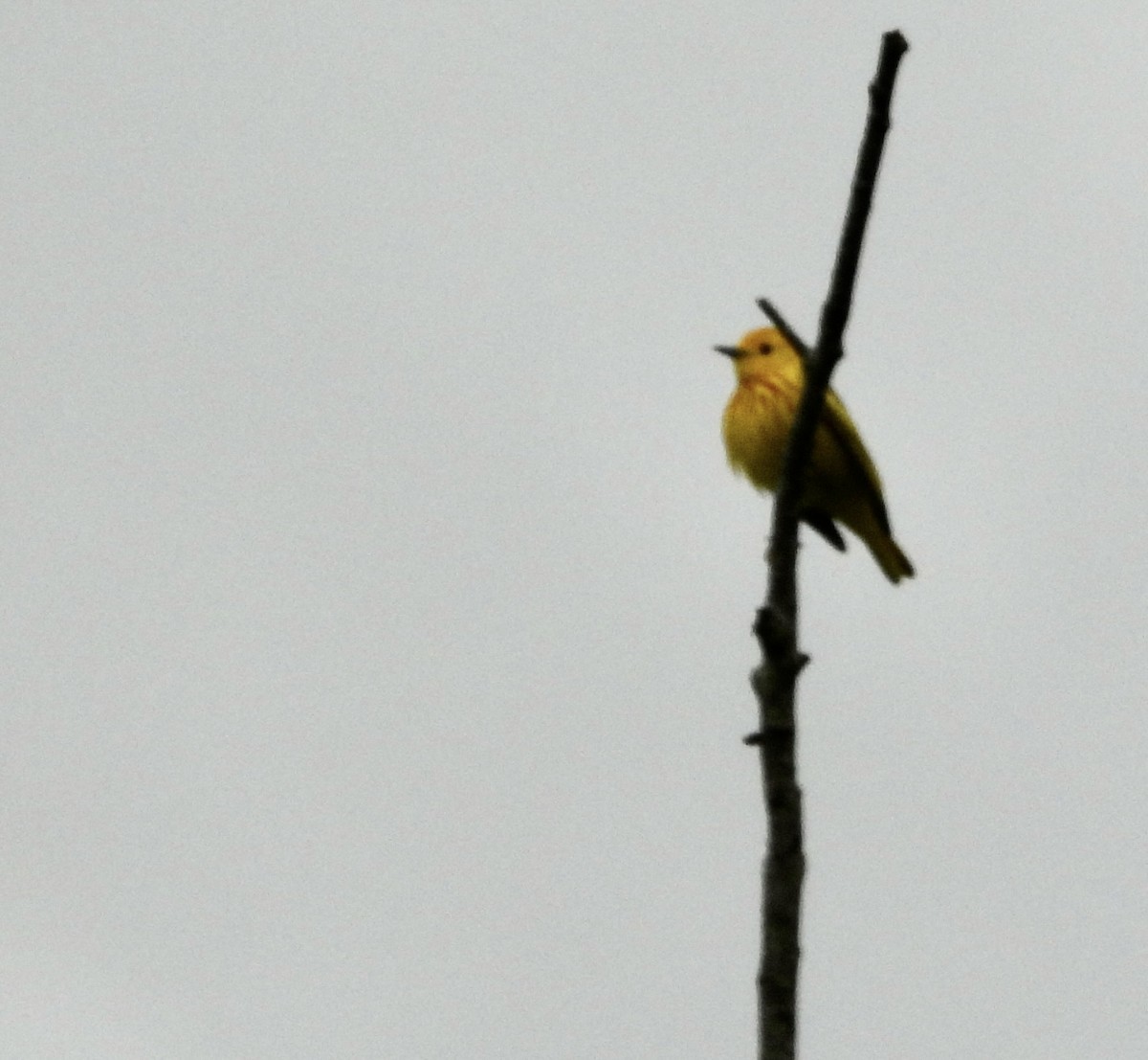 Northern Yellow Warbler - ML647798341