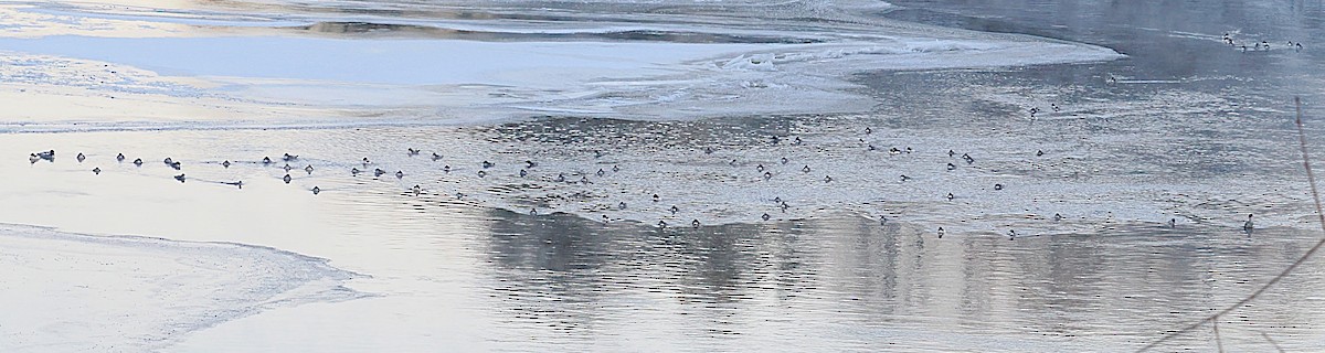 Büyük Tarakdiş - ML647798354