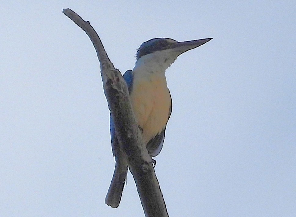 Götzenliest - ML647798388