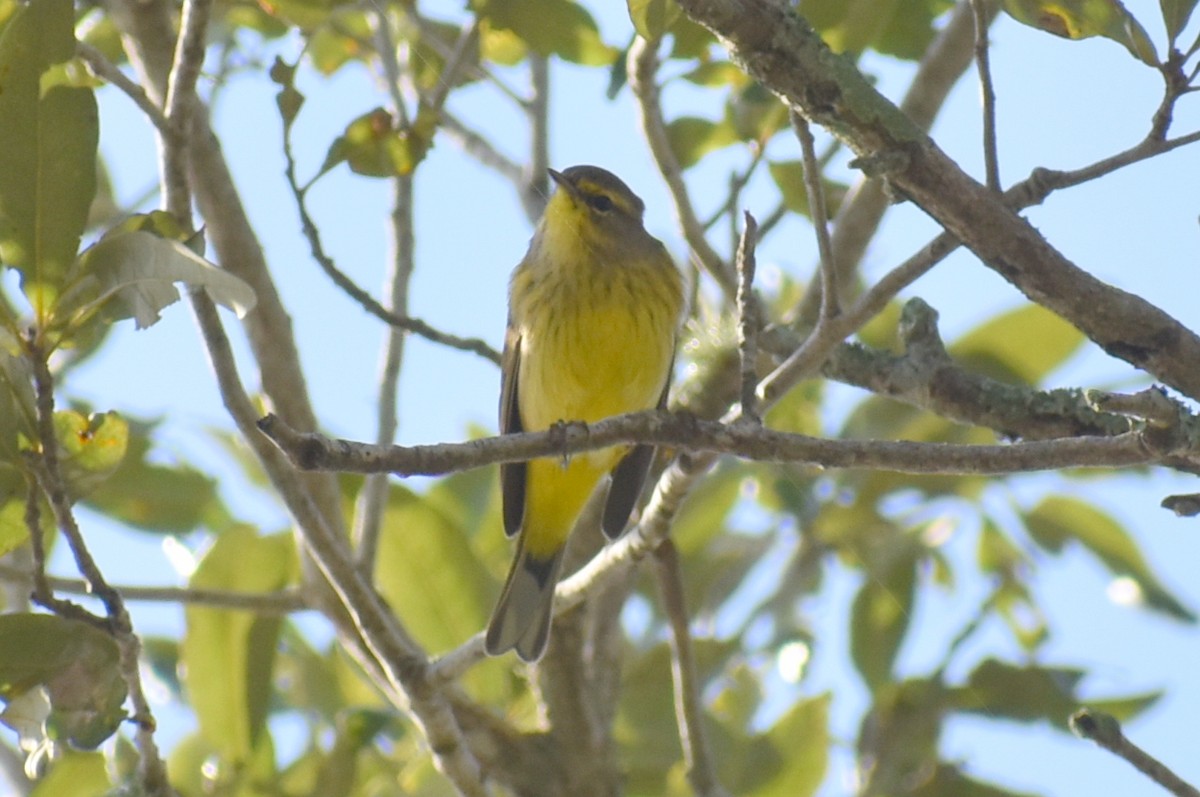 Palmenwaldsänger - ML647798390