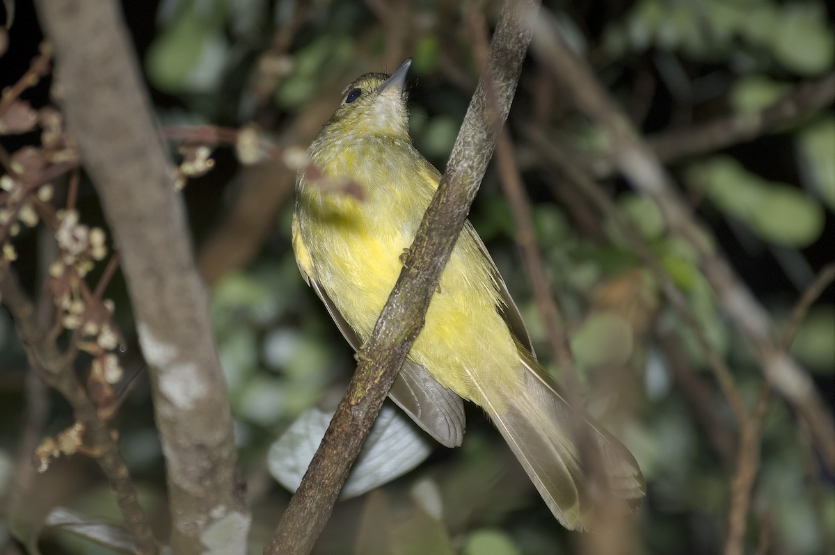 Borstenmantelbülbül - ML647798391