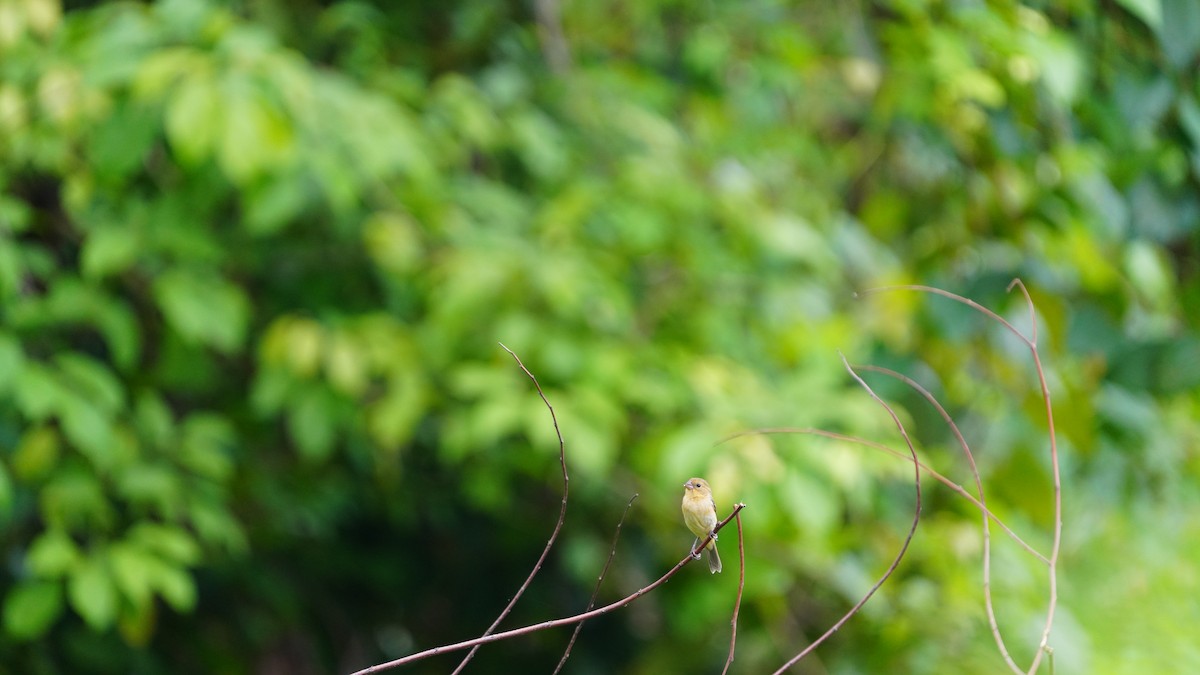 Schwarzbrustspelzer - ML647798393