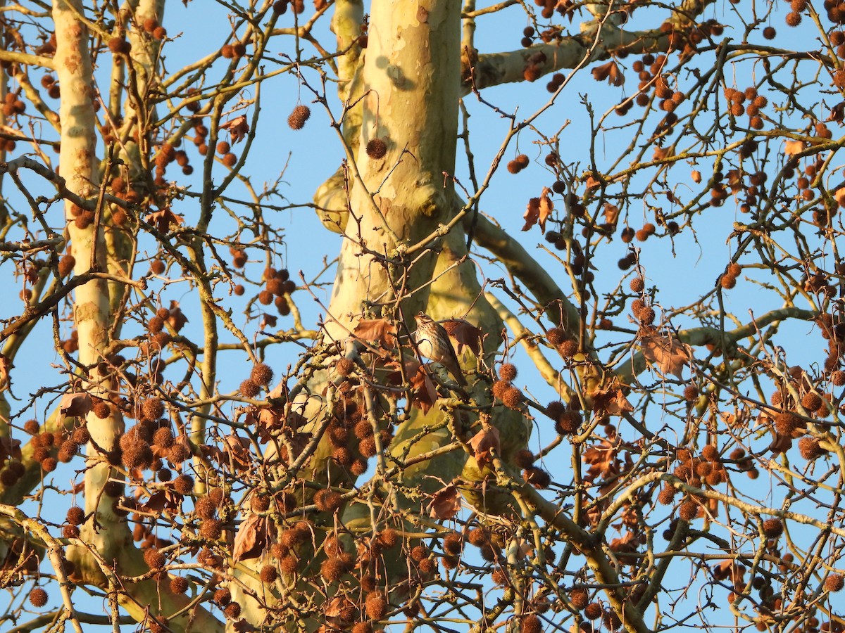 Rotdrossel - ML647798396