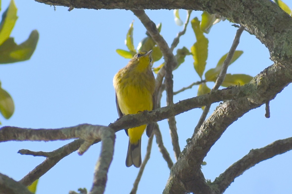 Palmenwaldsänger - ML647798397