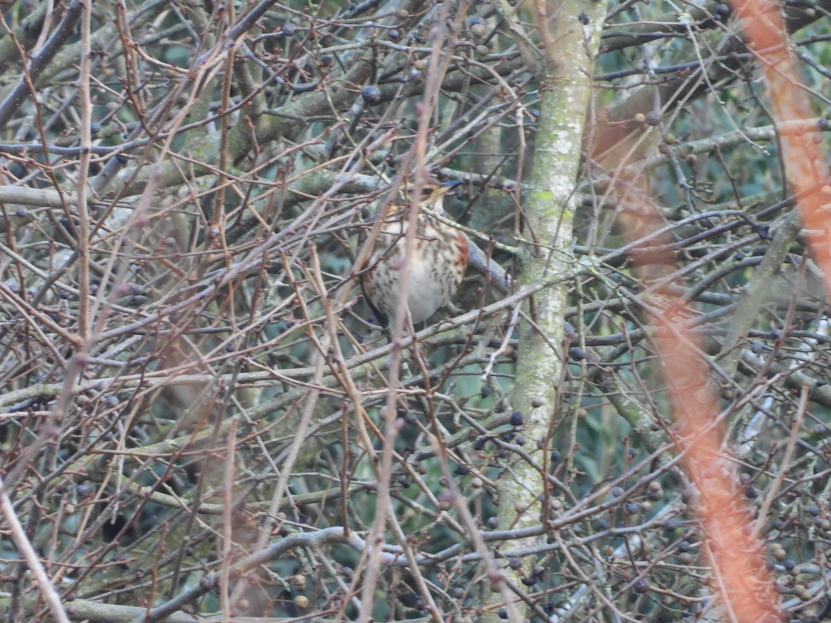 Rotdrossel - ML647798398