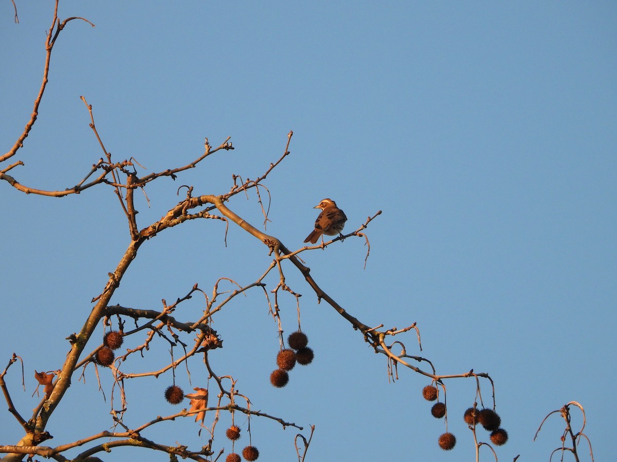 Rotdrossel - ML647798399