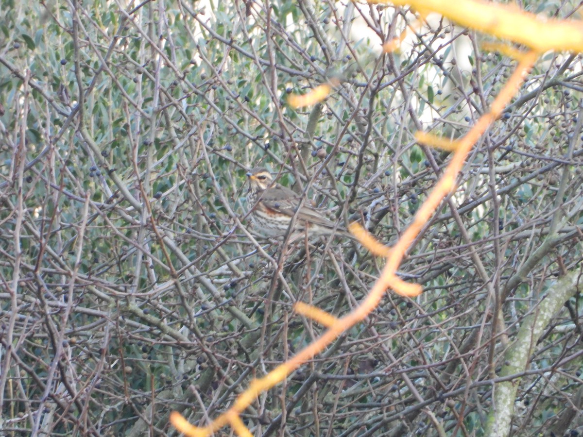 Rotdrossel - ML647798401