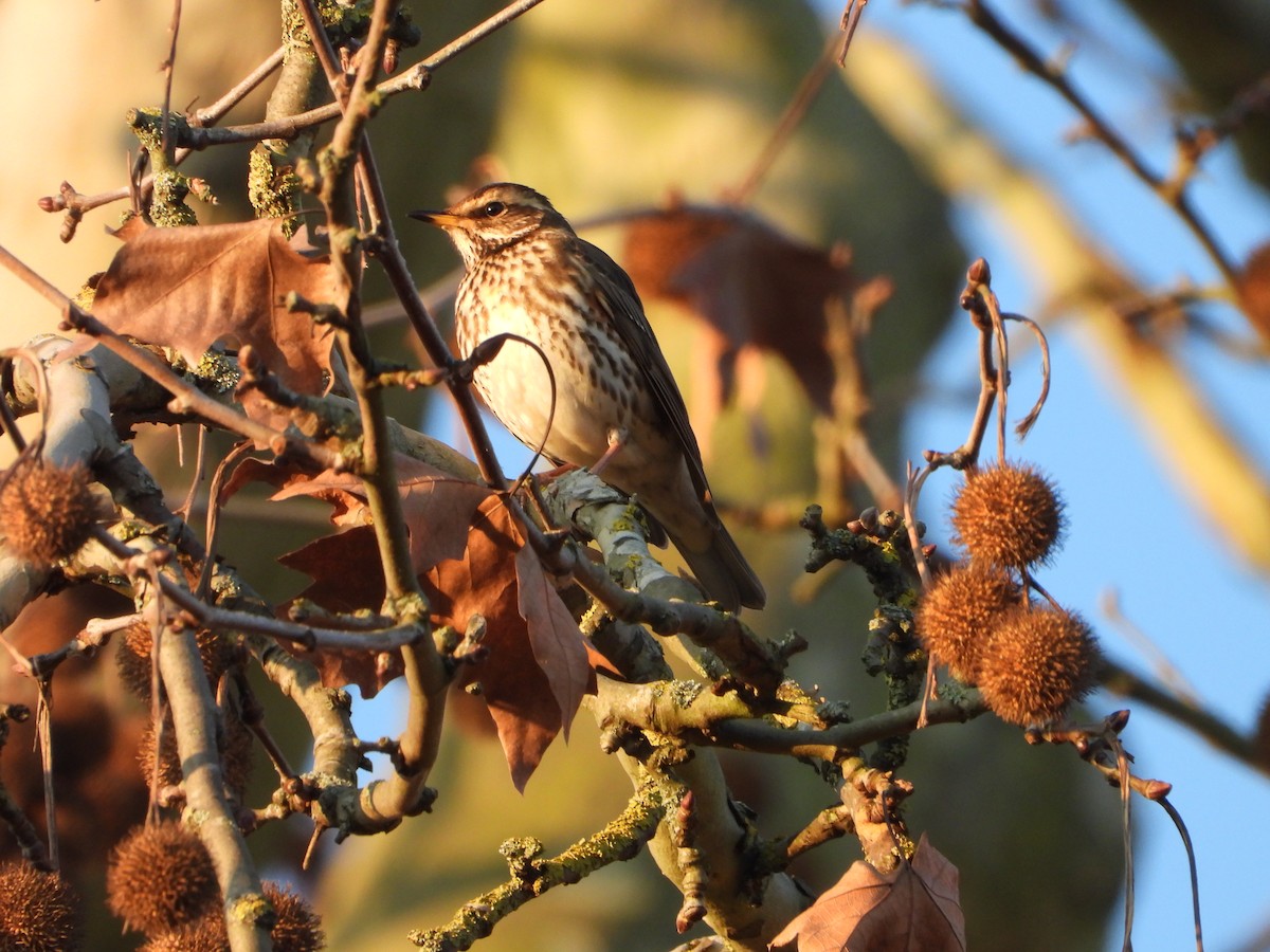 Rotdrossel - ML647798402