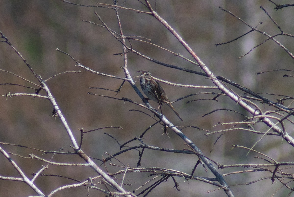 Singammer - ML647798406