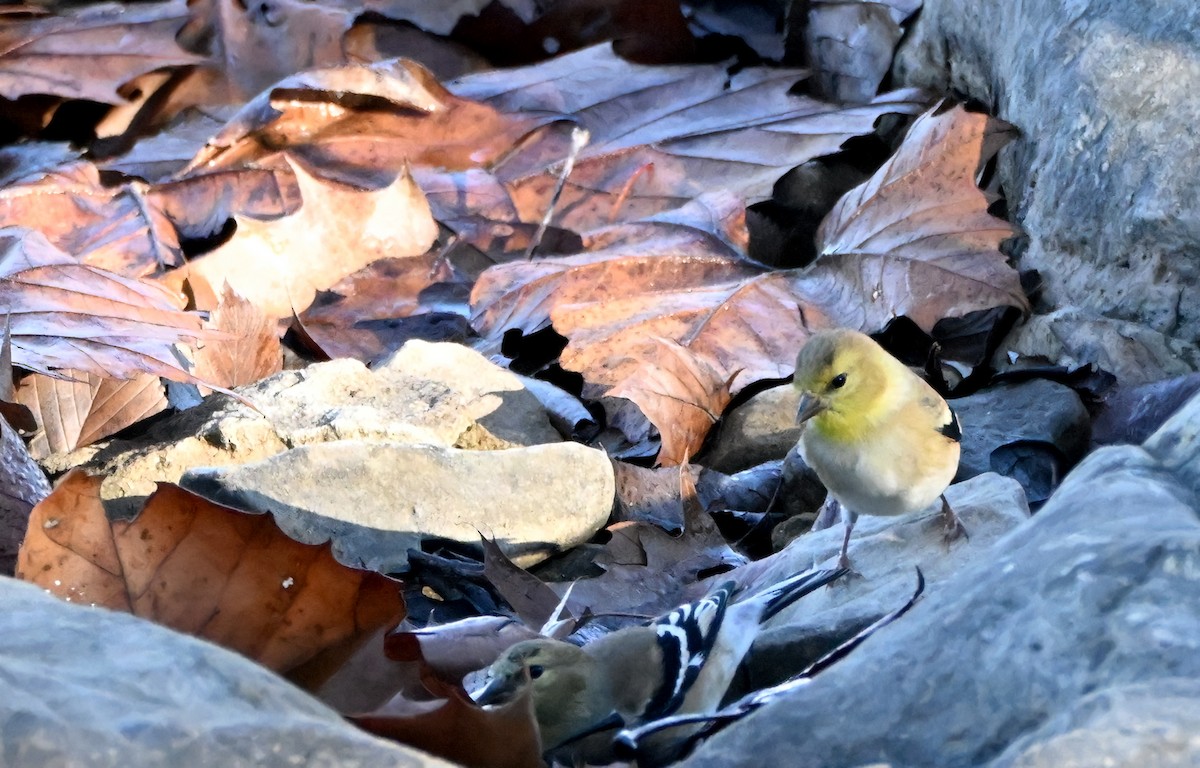 Goldzeisig - ML647798409