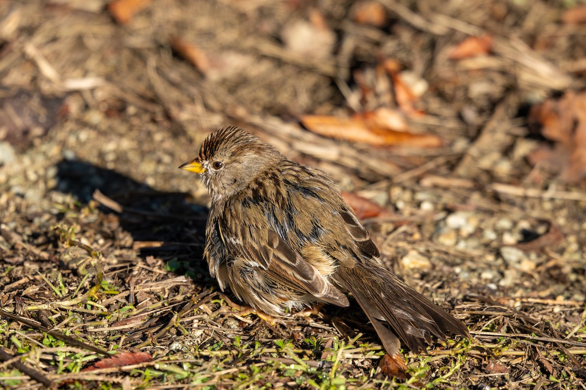 Kronenammer - ML647798410