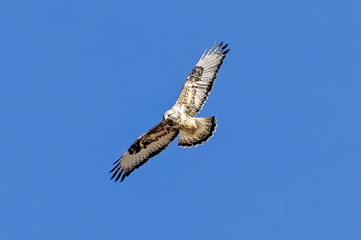 Raufußbussard - ML647798411