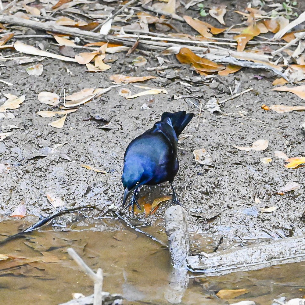 Purpurgrackel - ML647798412