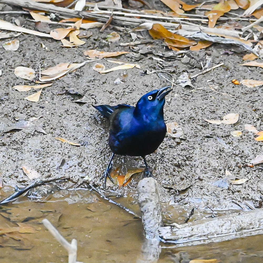 Purpurgrackel - ML647798413