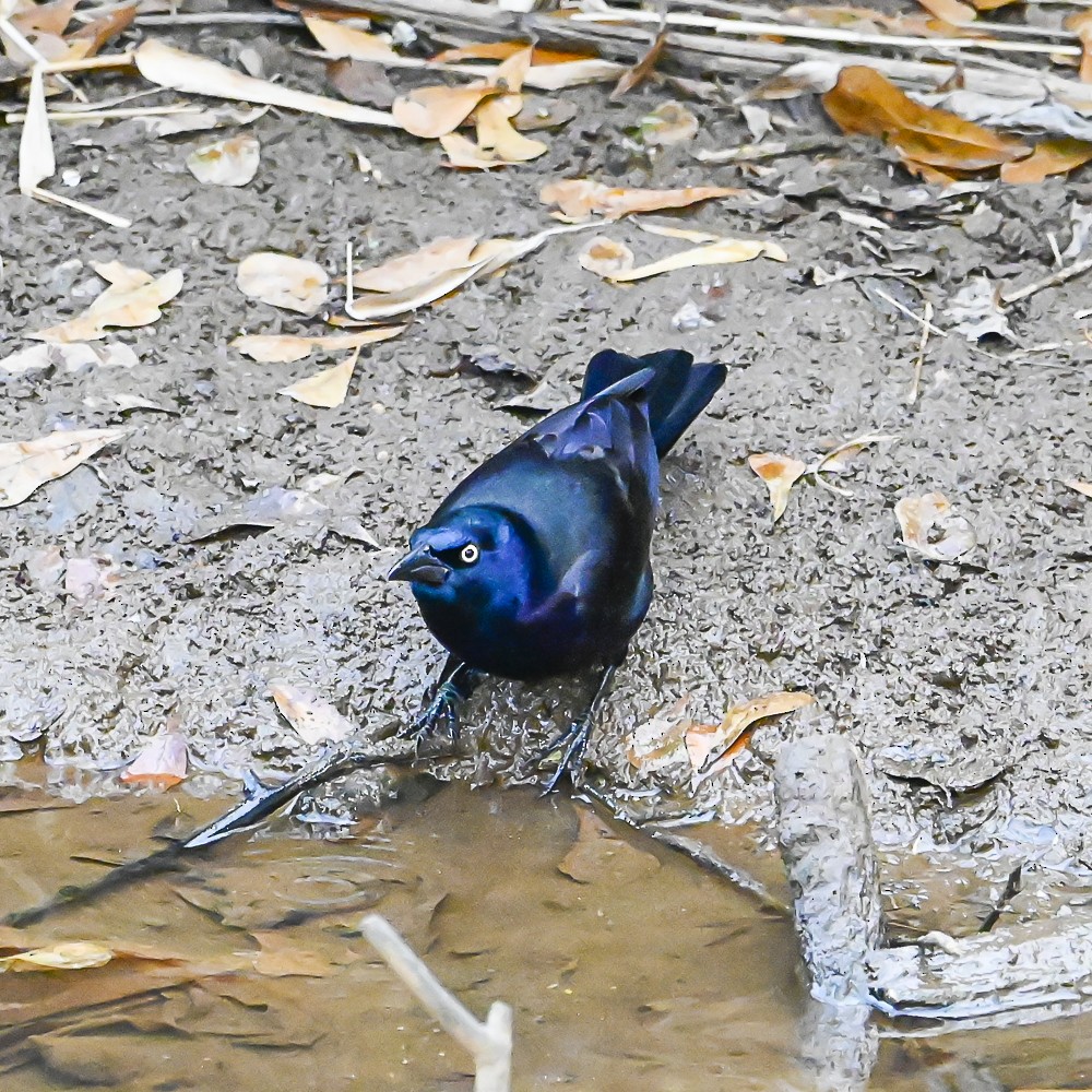 Purpurgrackel - ML647798414