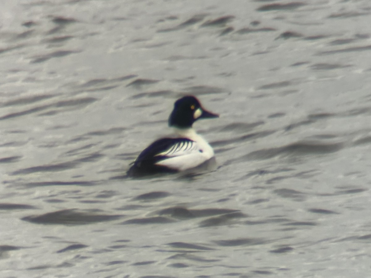 Schellente - ML647798415